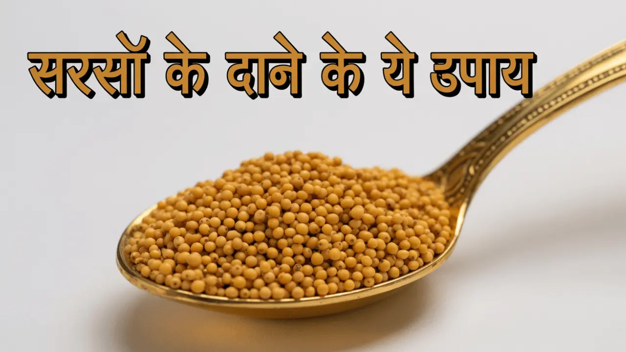 sarso ke dane ke yeh upaye